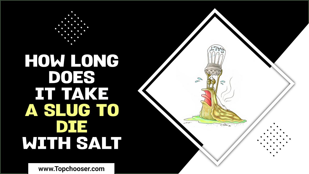 How Long Does It Take A Slug To Die With Salt