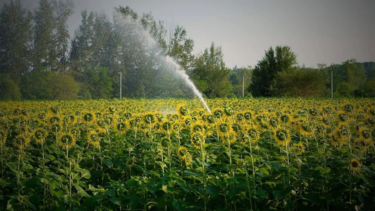 How Often Should You Water Your Sunflowers