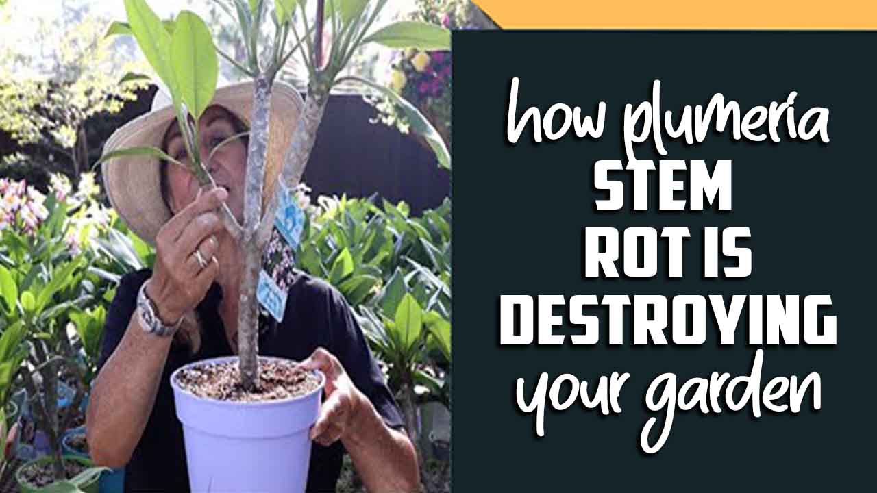 How Plumeria Stem Rot Is Destroying Your Garden