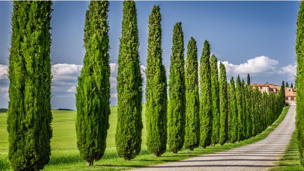 The Art Of Italian Cypress Fertilizer Maximize Growth