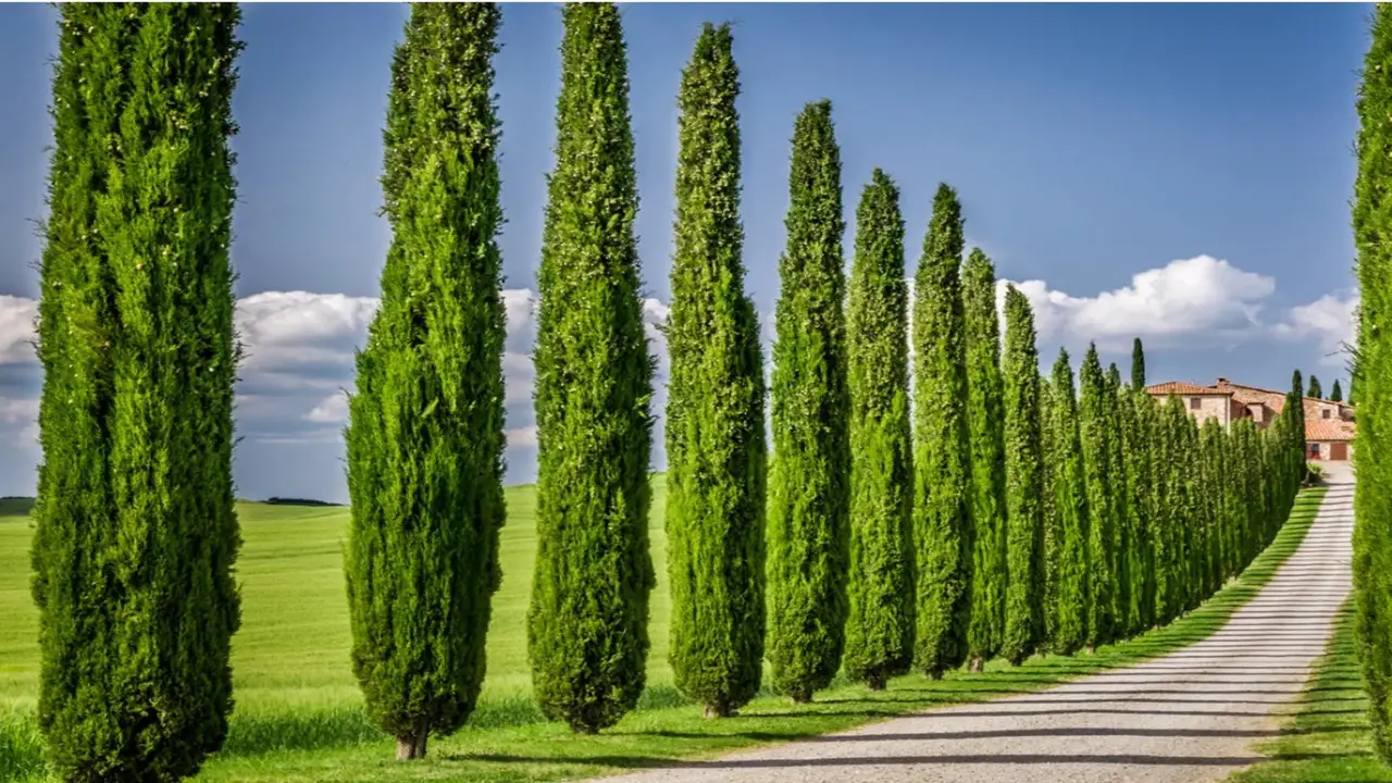 How To Apply Italian Cypress Fertilizer - Step By Step
