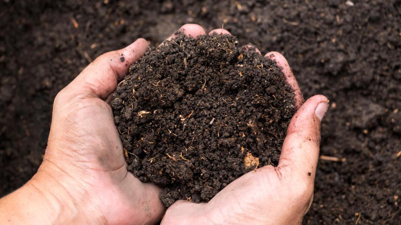 How To Convert Compost To Soil For Successful Gardening