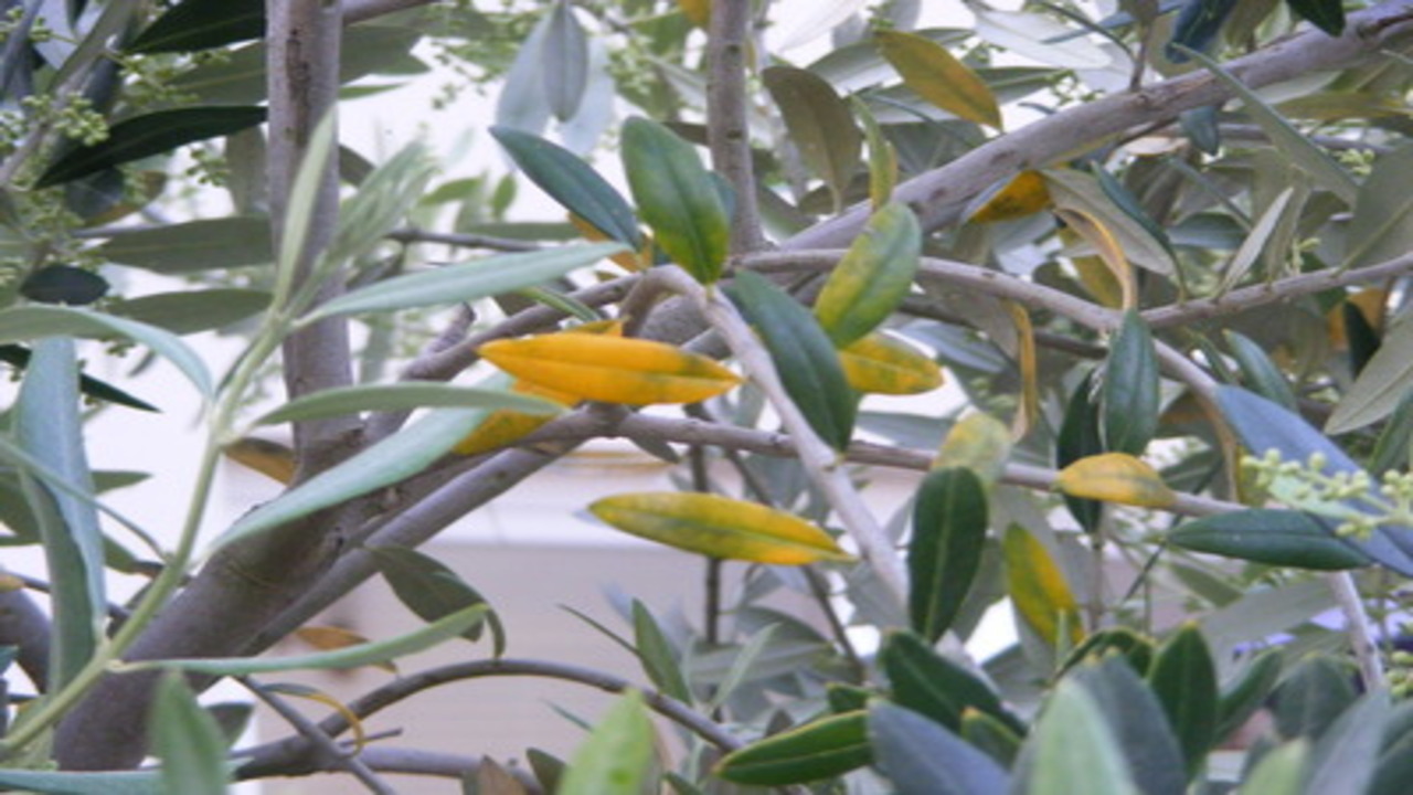 How To Deal With Yellow Leaves On Olive Trees