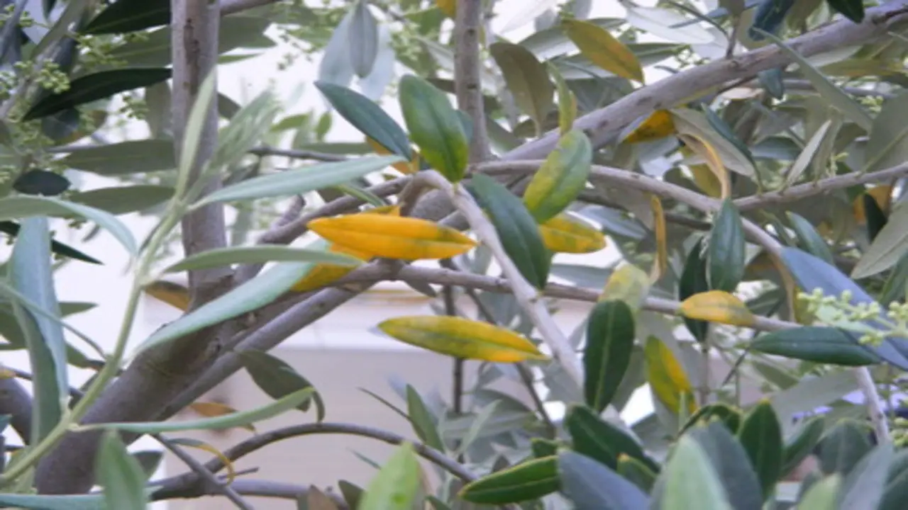 How To Diagnose Yellowing Leaves On Olive Trees