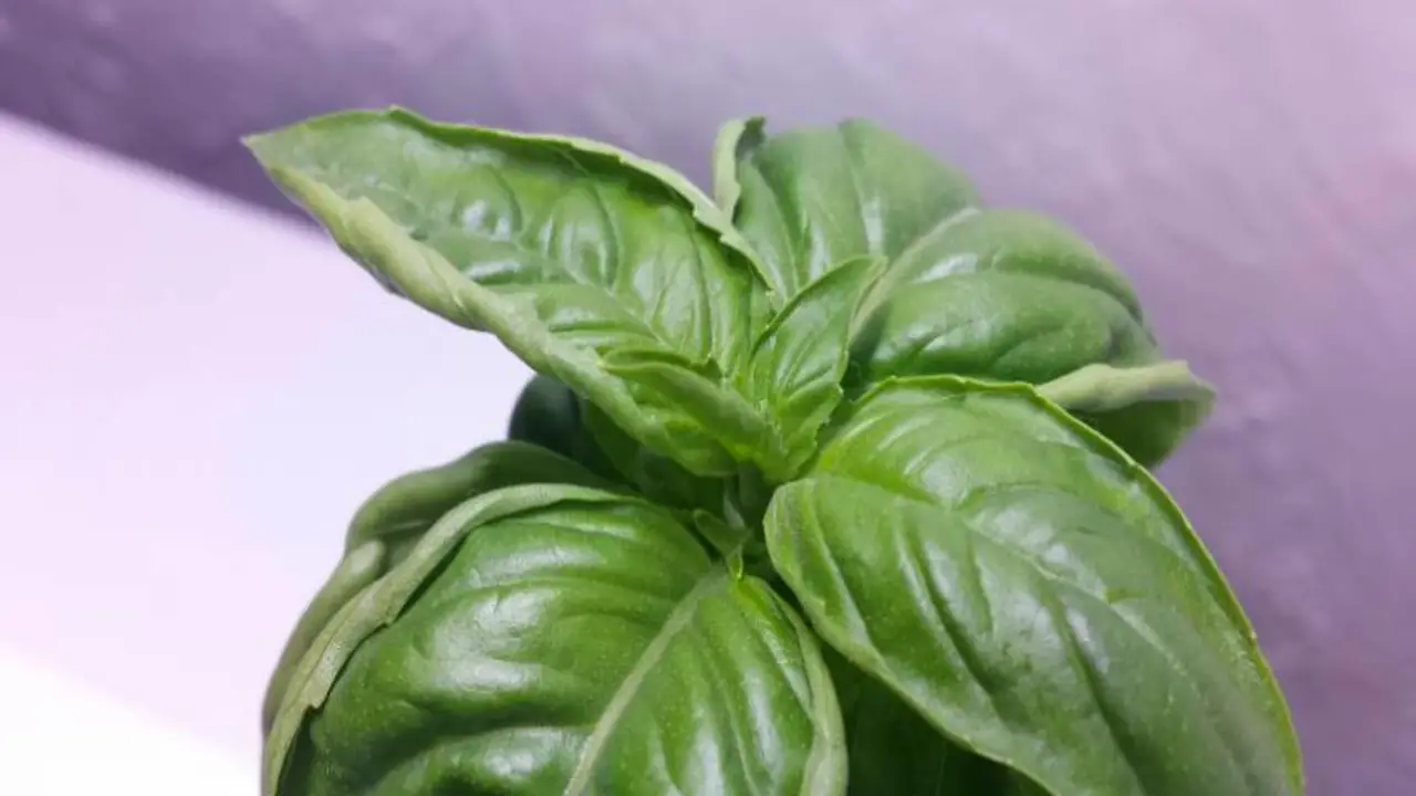 How To Fix Each Curly Leaf Basil