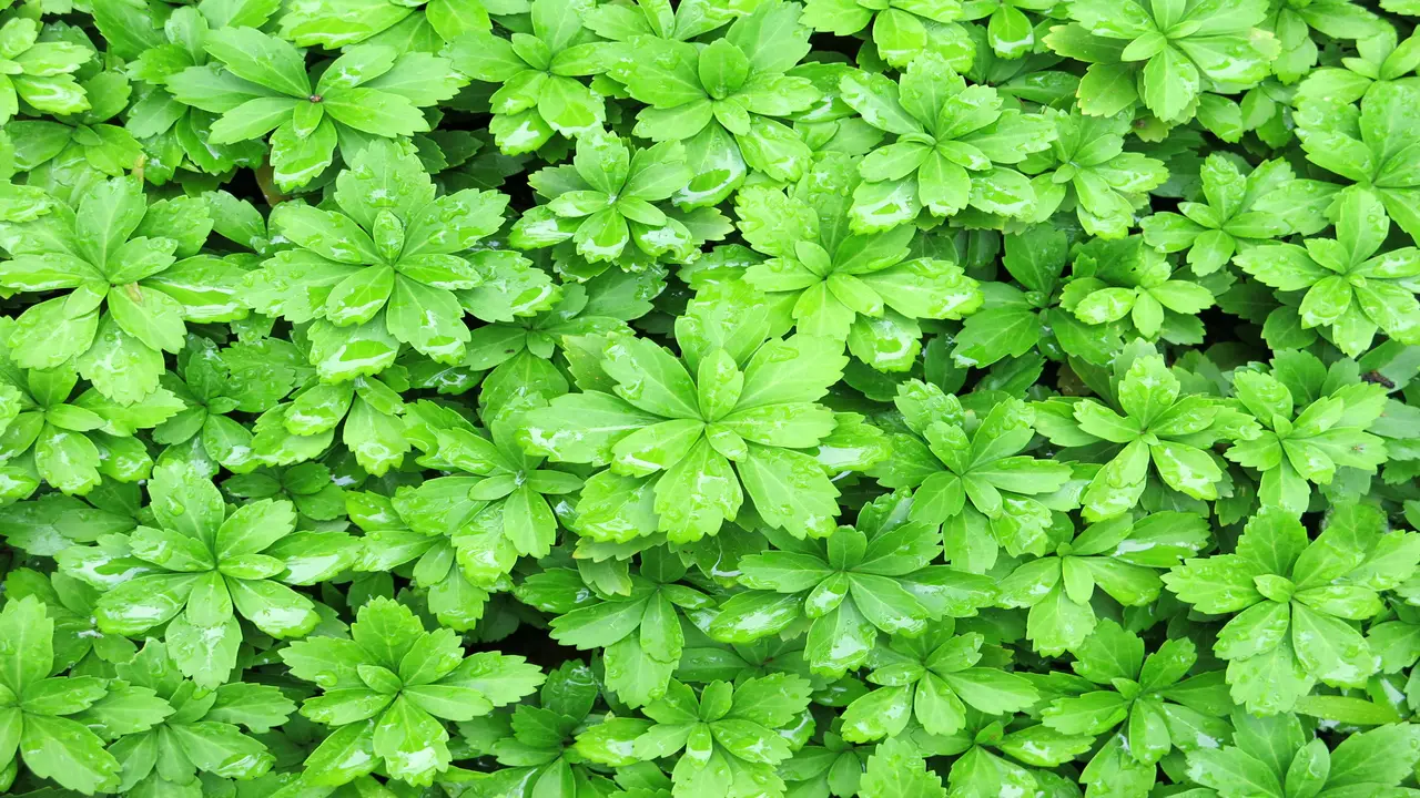 How To Get Rid Of Pachysandra