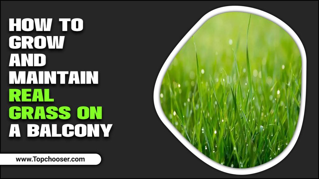 How To Grow And Maintain Real Grass On A Balcony