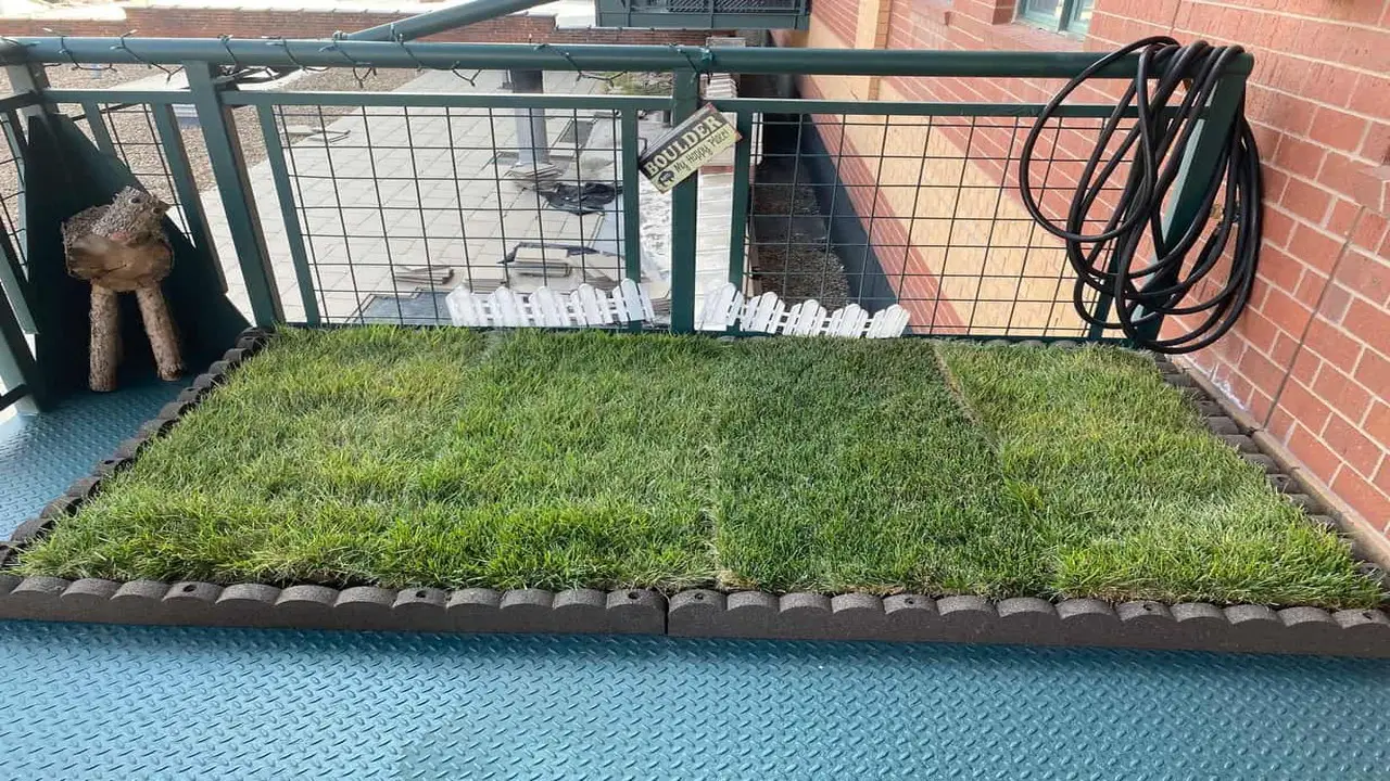 How To Grow And Maintain Real Grass On A Balcony - Full Process