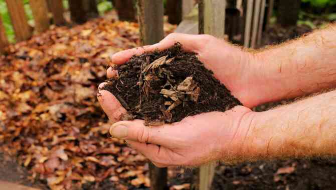 How To Make Leaf Mold From Autumn Leaves