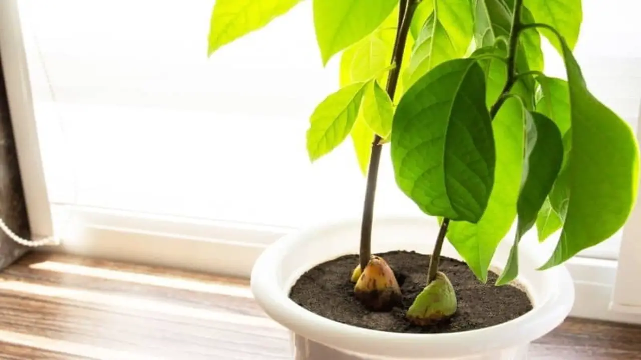 How To Prevent Avocado Leaves Drooping