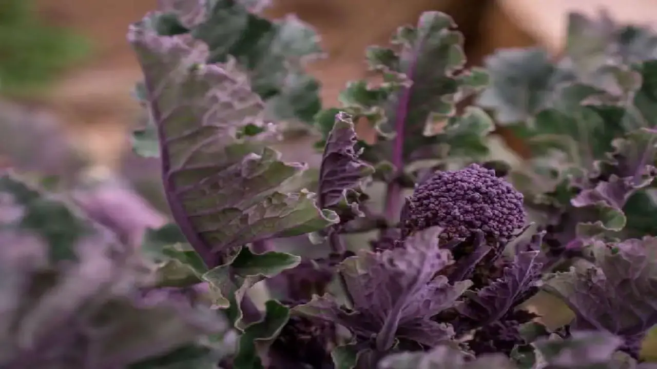 How To Prevent Broccoli From Turning Purple