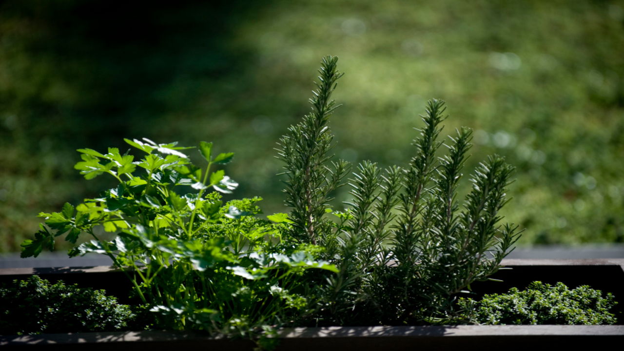 How To Prevent Parsley Bolted - Prevention Tips