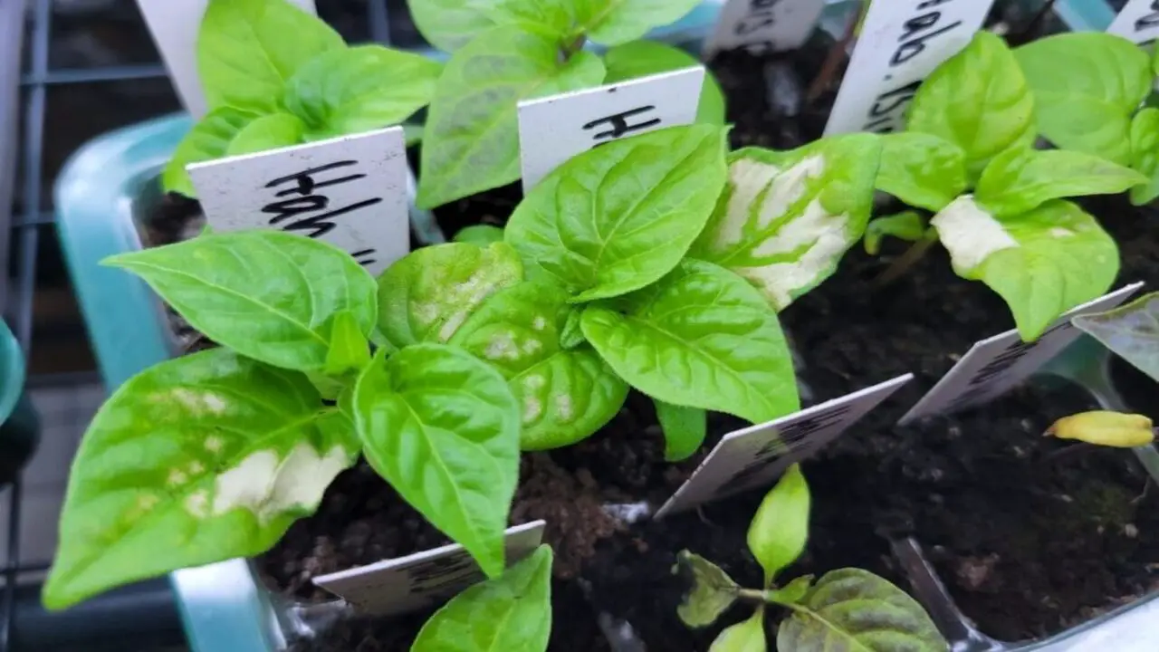 How To Prevent Pepper Plant Leaves Turning White