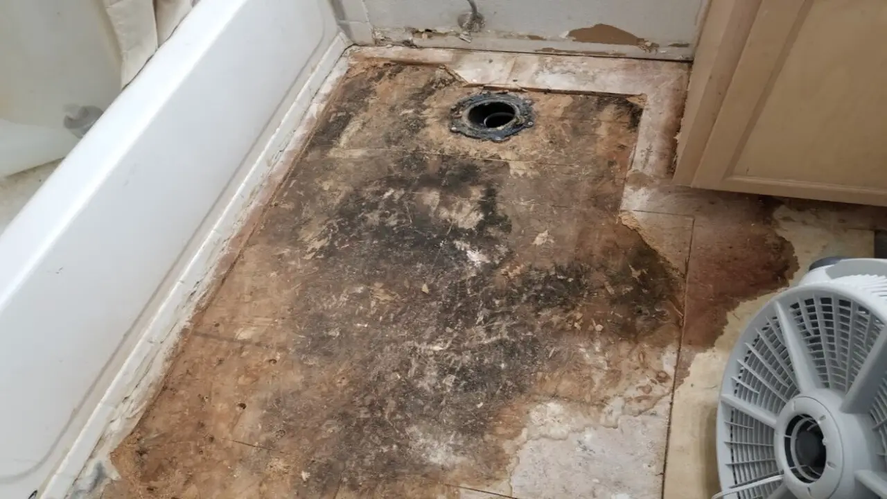 How To Remove Black Mold On Subfloor For Your Home