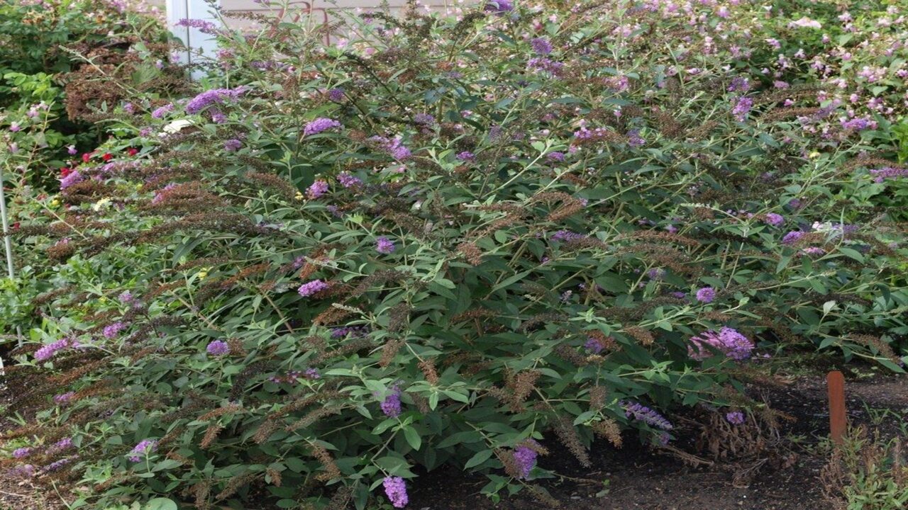 How To Transplant A Butterfly Bush