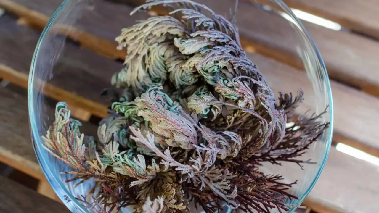 How To Treat Mold On The Rose Of Jericho In 5 Easy Ways