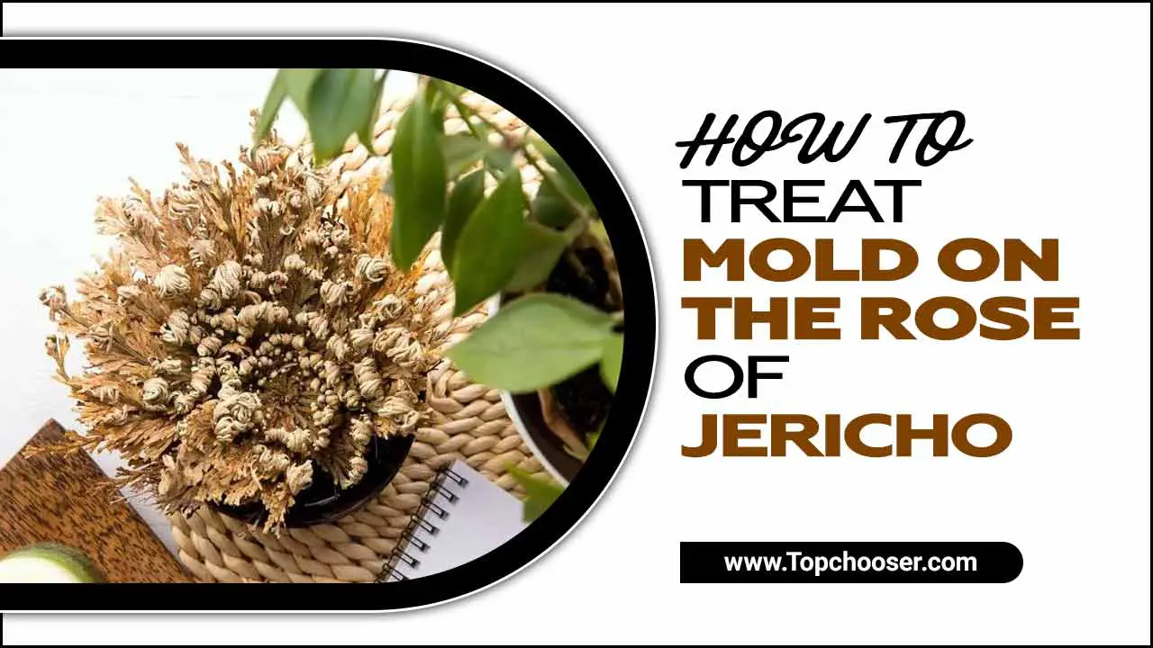 How To Treat Mold on The Rose Of Jericho