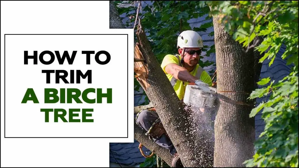How To Trim A Birch Tree