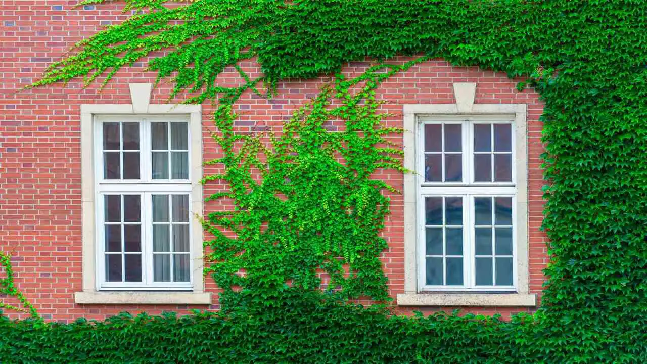 How To Use Vines For Brick Walls To Enhance Your Outdoor Space
