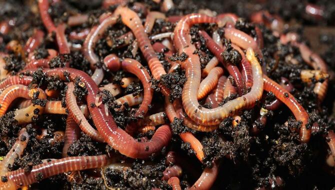 How To Use Worms Vermicompos