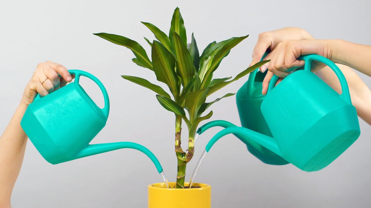 How To Water This Plant