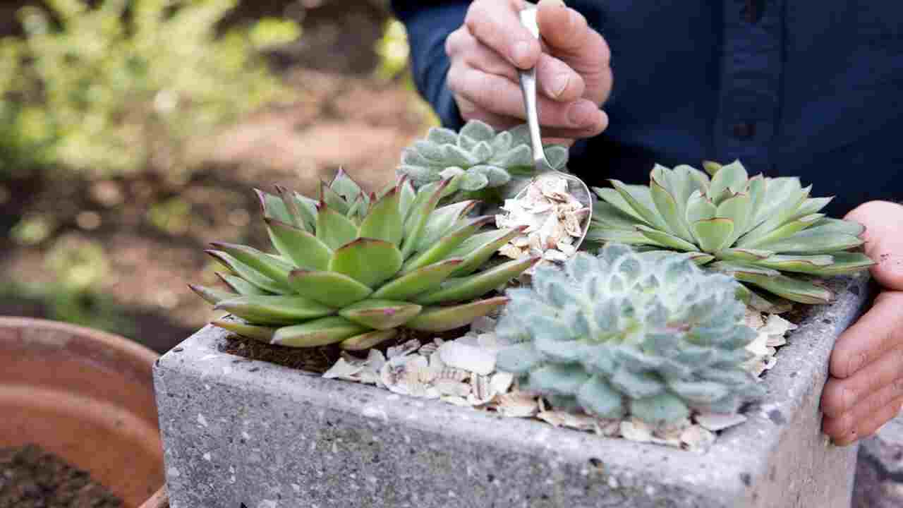 How to Plant Succulents In A Stone Wall