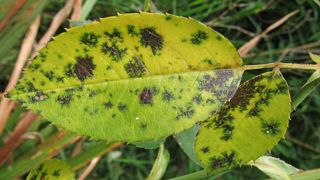 Identifying Black Stem Fungus