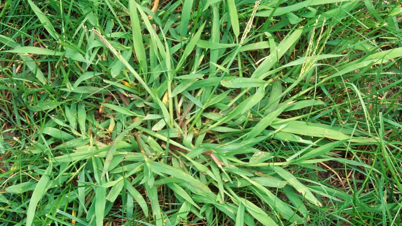 Identifying Crabgrass: An Overview