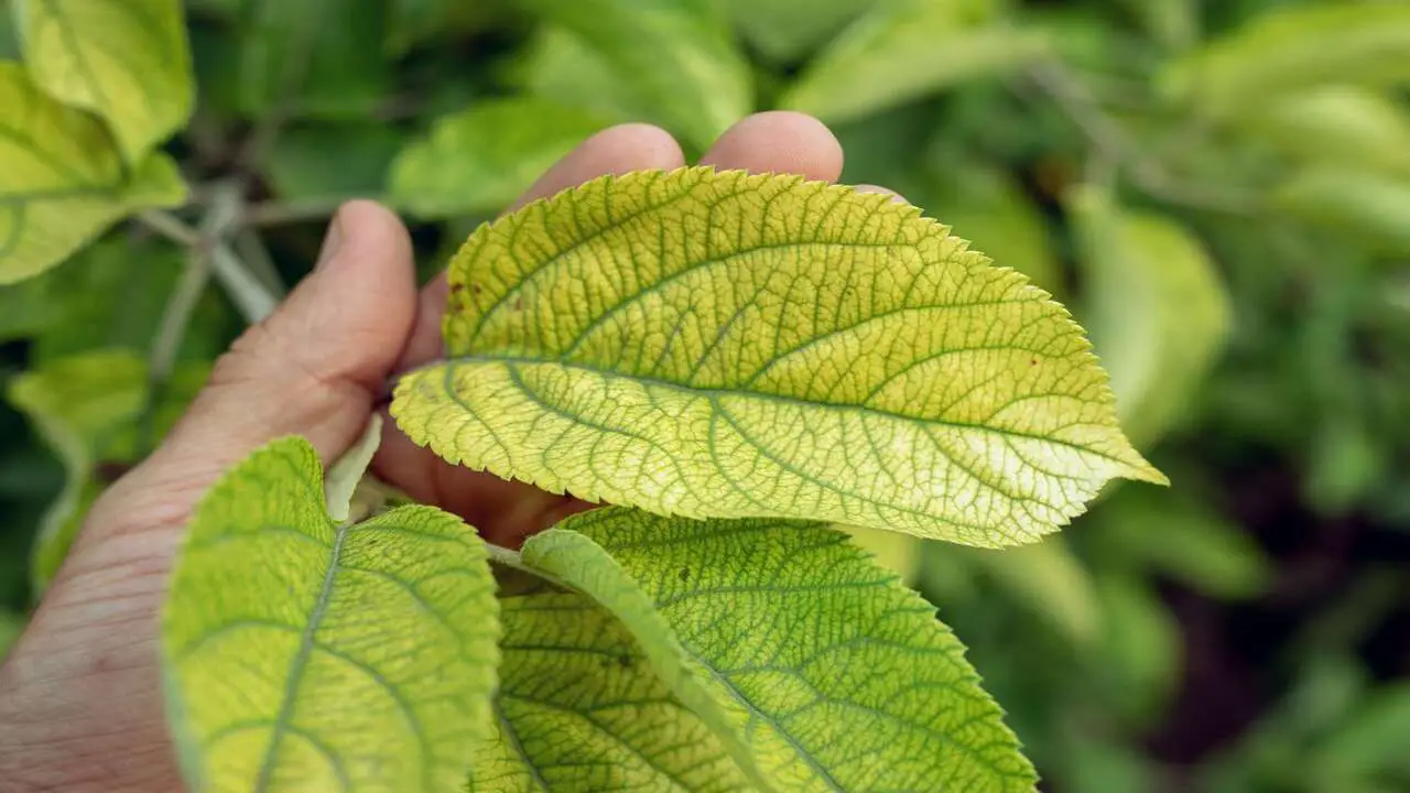 Identifying The Cause Of Yellowing Leaves