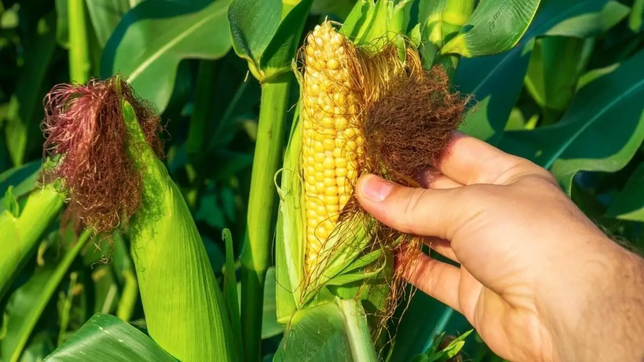 Importance Of Use Of Fertilizer For Corn Growth