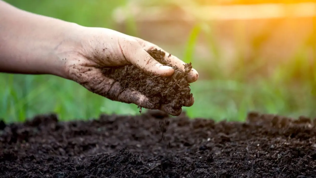 Improving Plant Growth With Compost