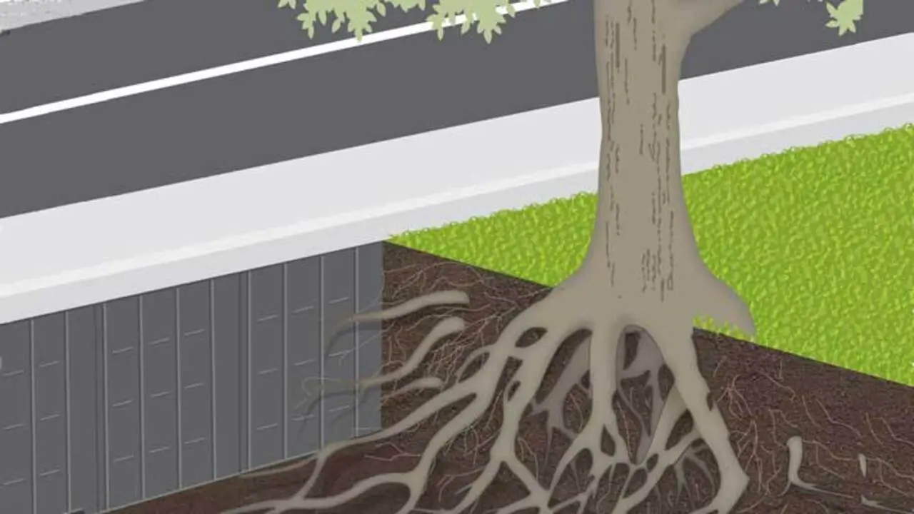Install A Root Barrier To Protect The Tree Roots