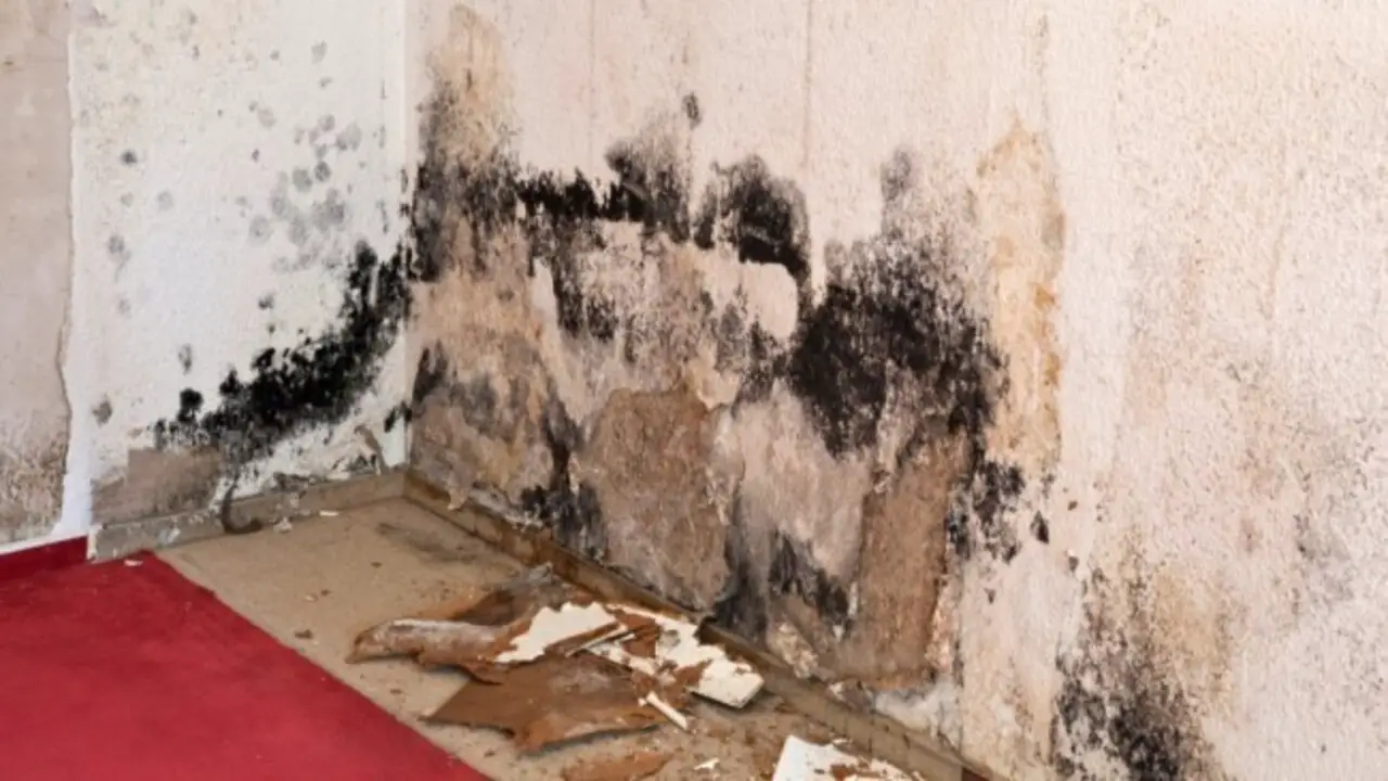 how-to-remove-mold-on-subfloor-mastering-mold