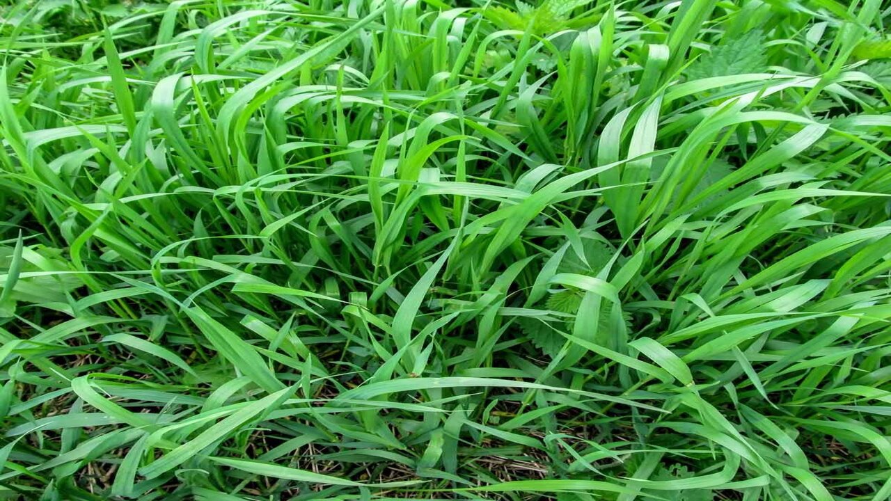 Is There A Foolproof Way To Eradicate Quackgrass