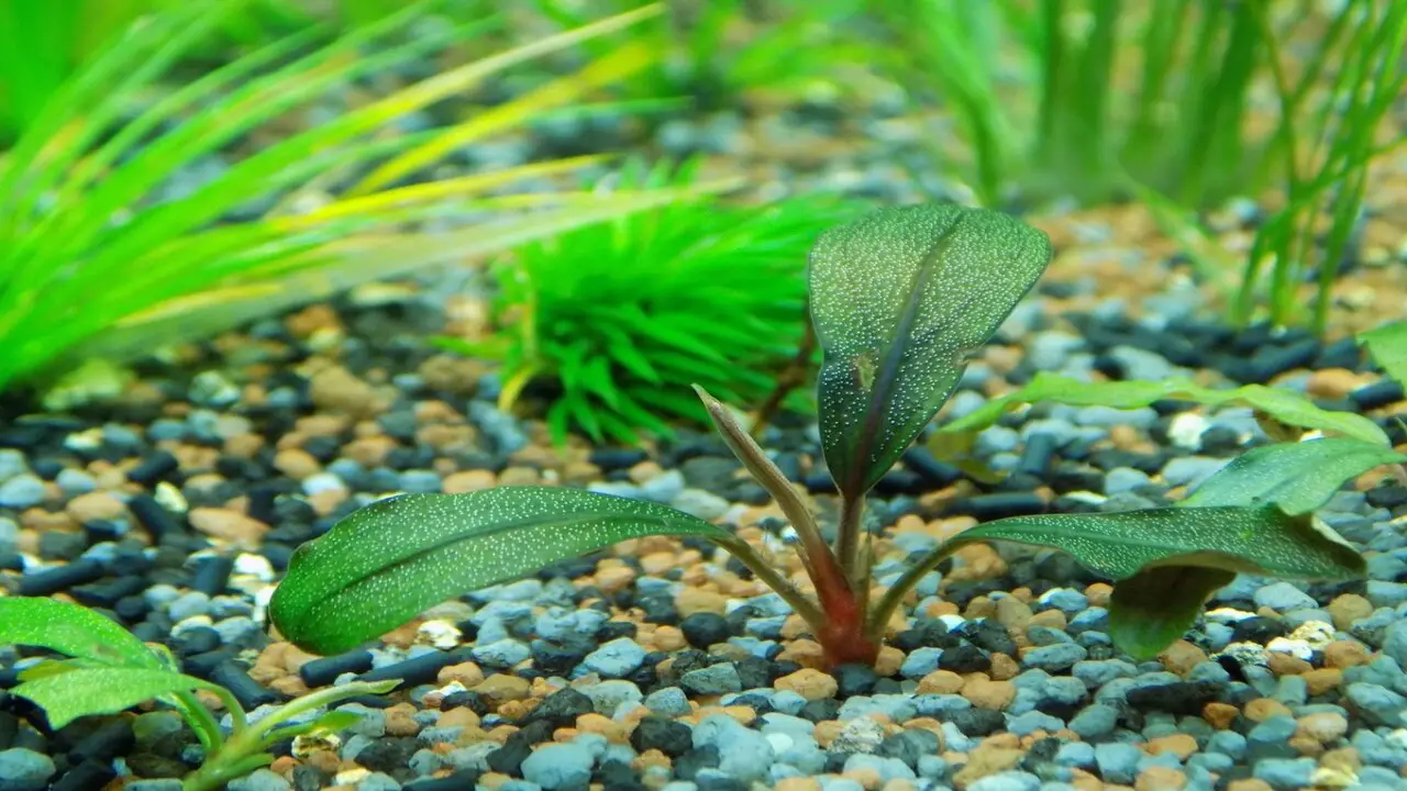 Keeping Aquatic Plants Healthy