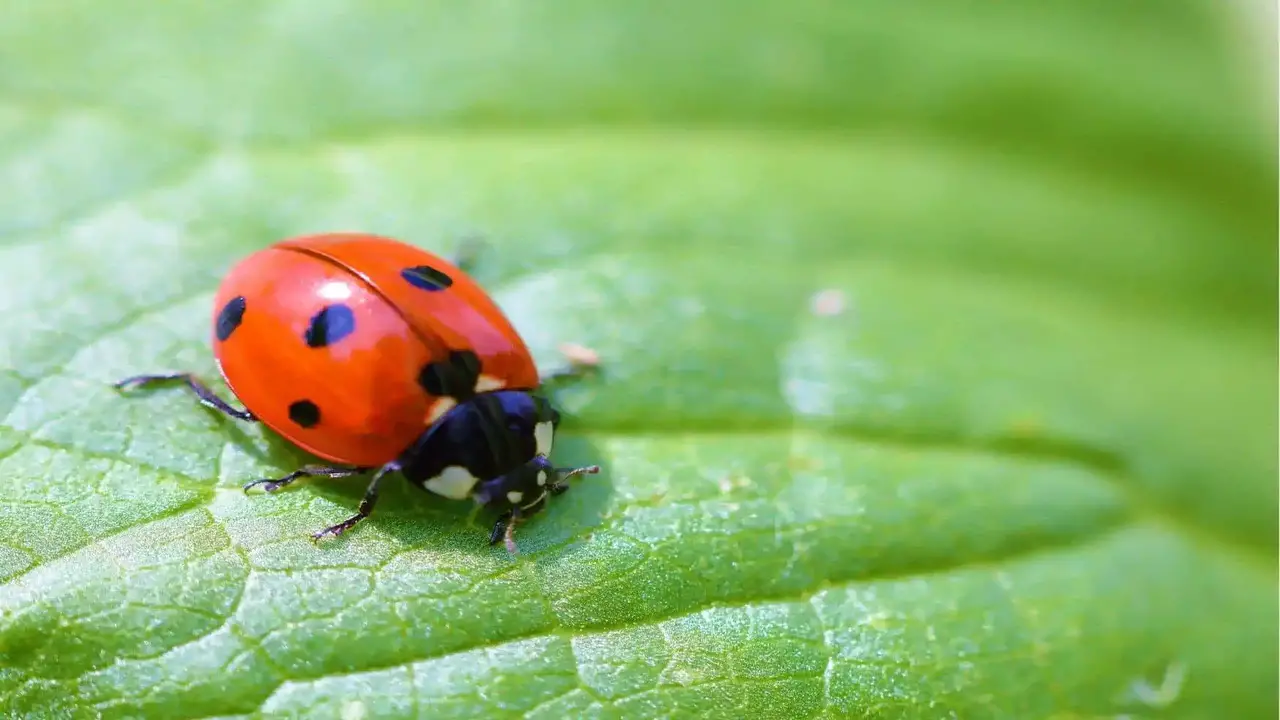 Ladybugs Can Help Control Scale Population