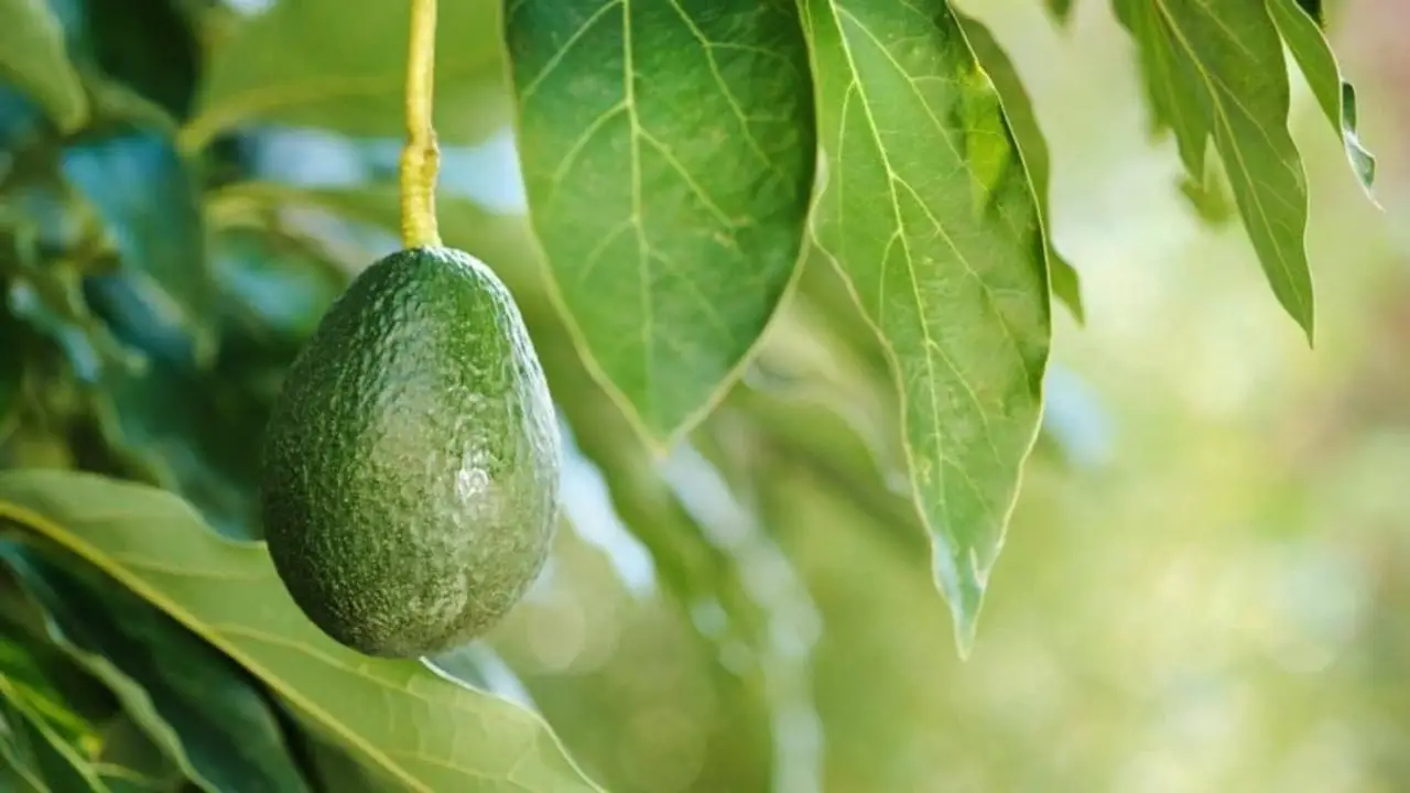 Light And Temperature Requirements For Avocado Plants