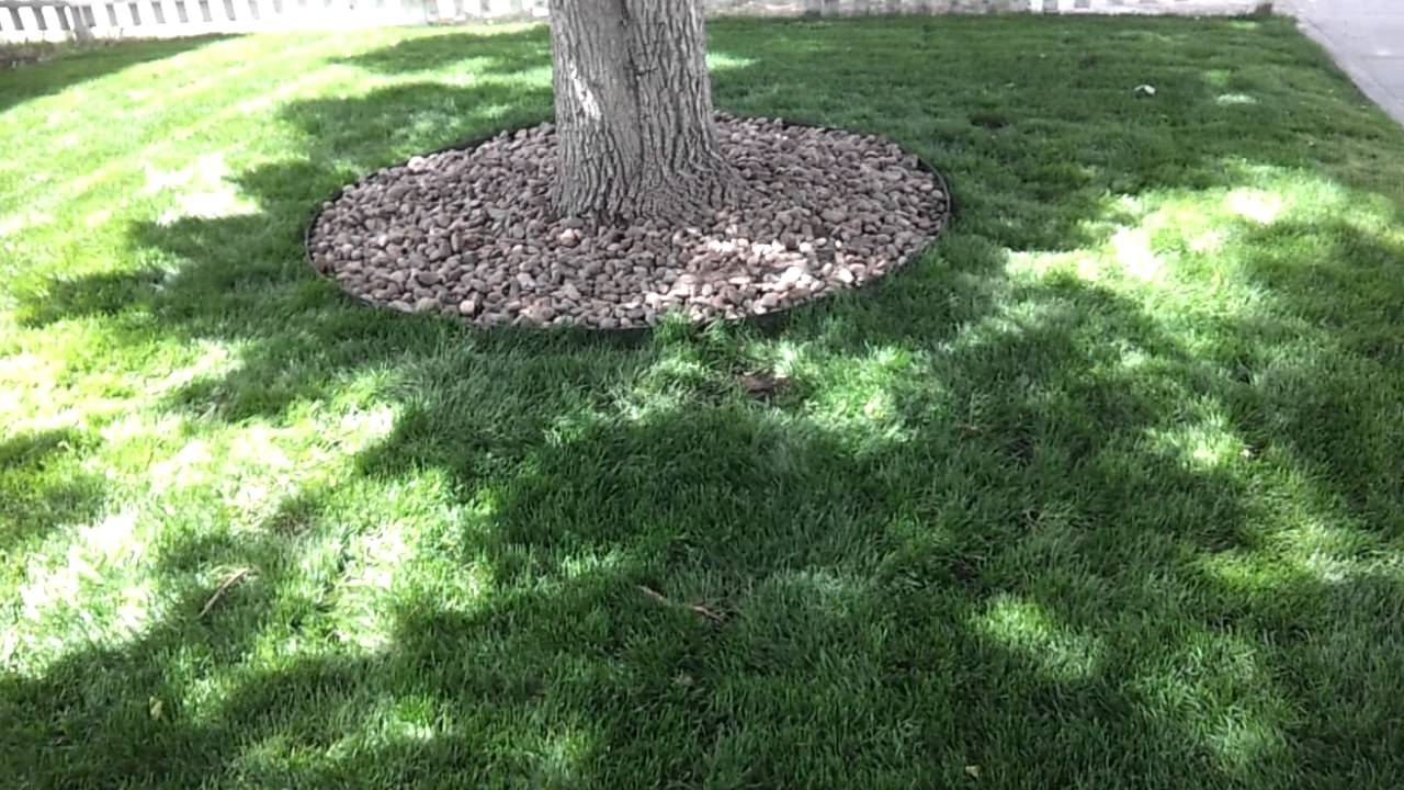 Loosen Up Dirt, Gravel, And Rocks Around The Base Of The Tree