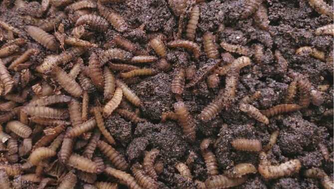 Lots Of Maggots