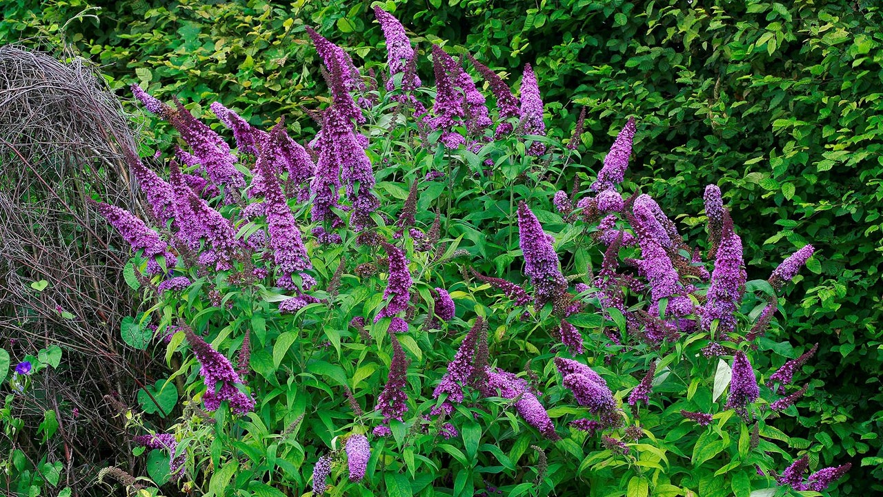 Maintaining A Healthy Butterfly Bush