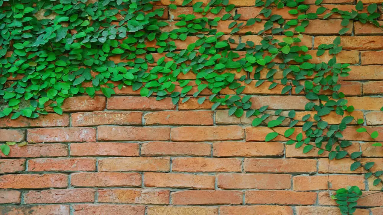 Maintenance And Care Of Vines On A Brick Wall