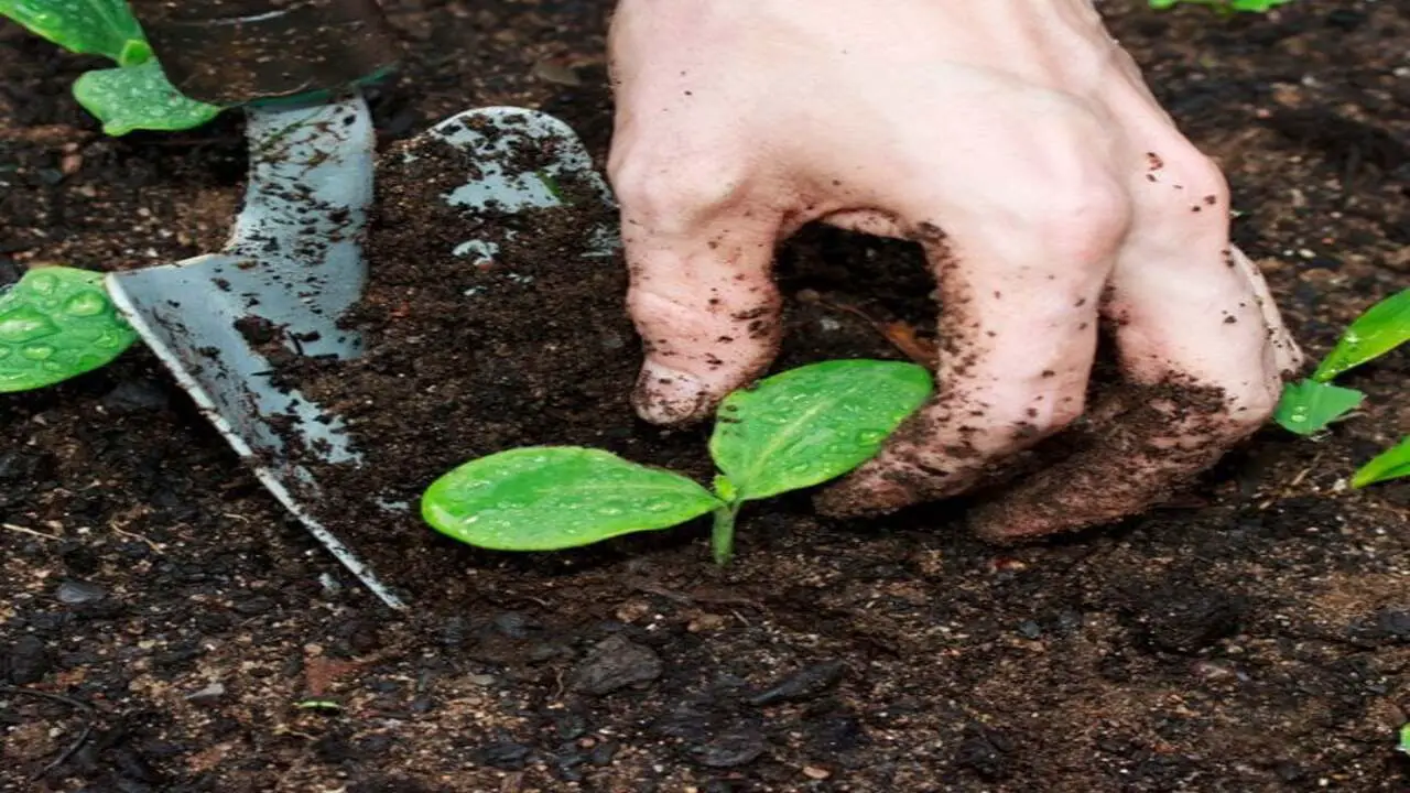 Misconceptions Of Compost Use