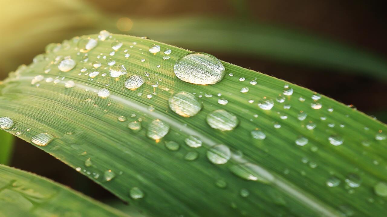 Moisture