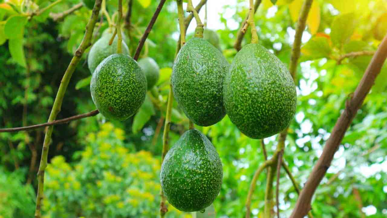 Monitoring Your Avocado Plant