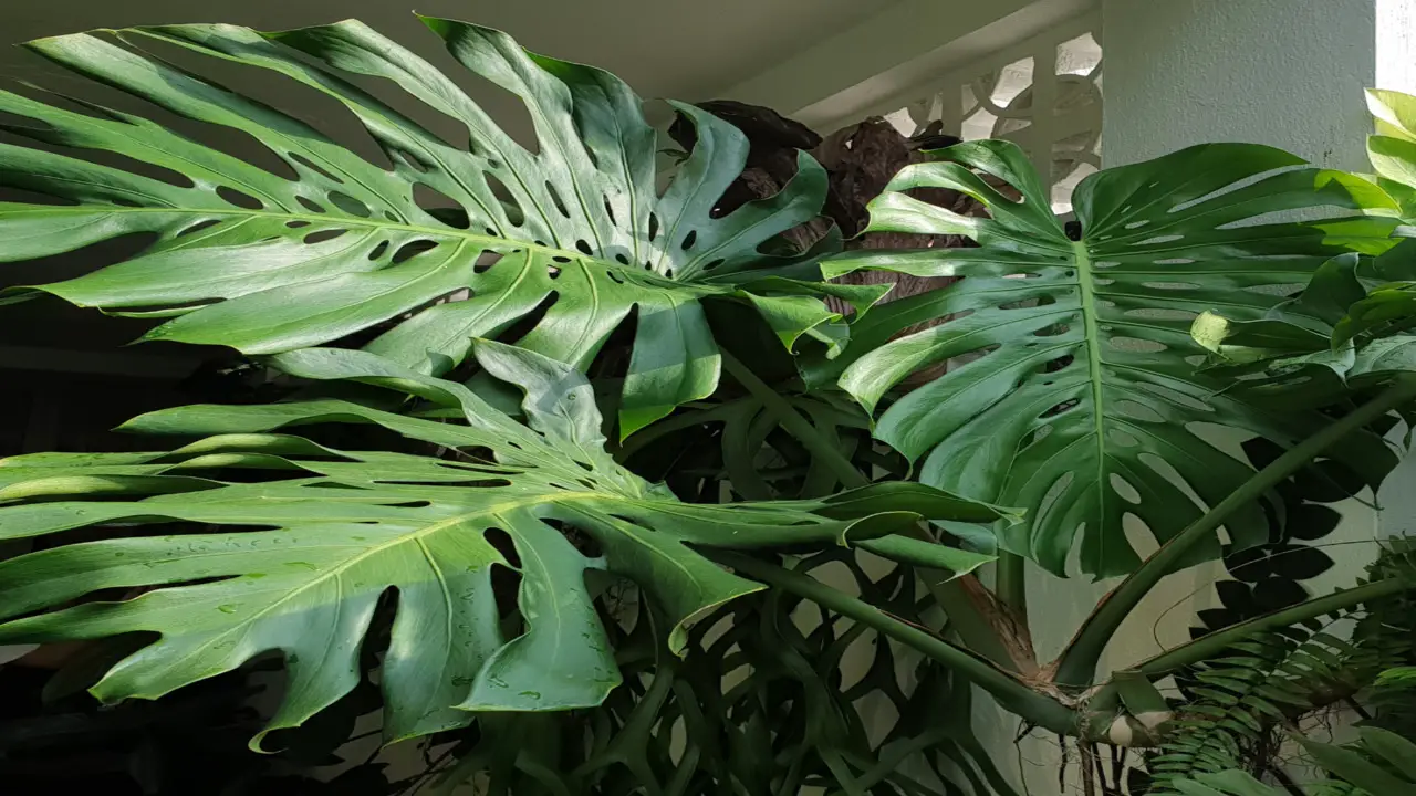 Natural Prevention Methods For Monstera Scale