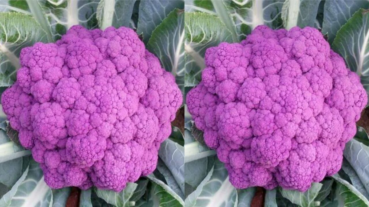 Nutrient Deficiencies That Cause Broccoli To Turn Purple