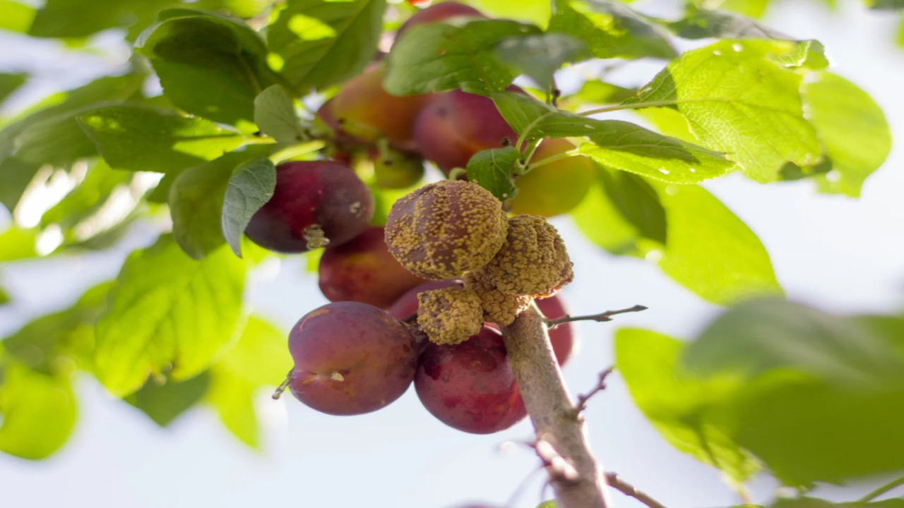 Pest And Disease Management In Plum Trees