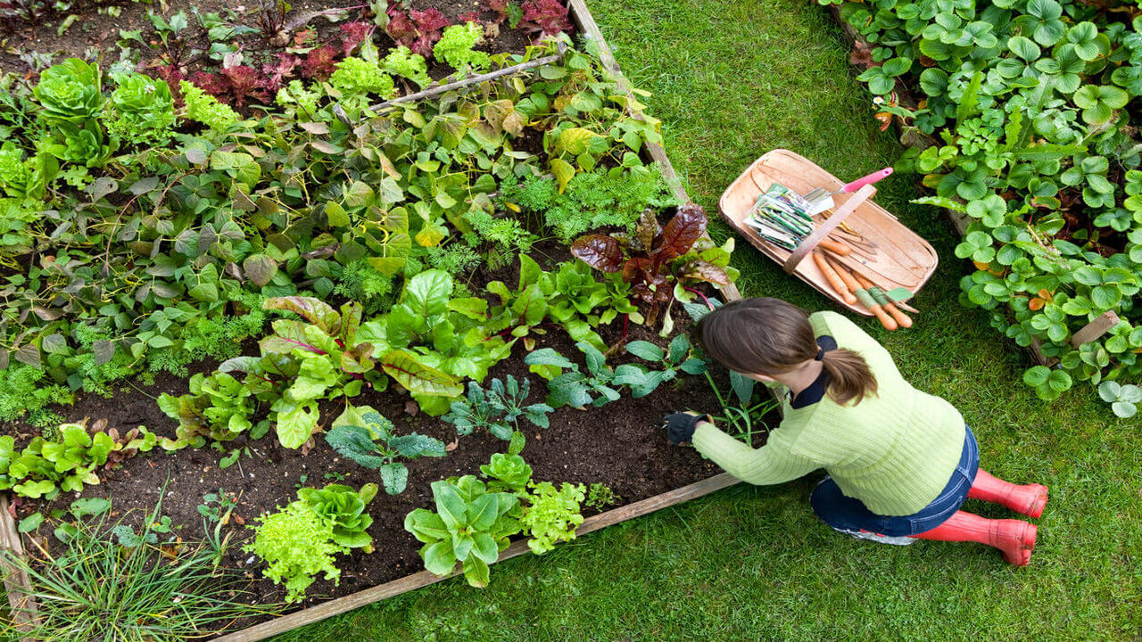 Planning The Garden