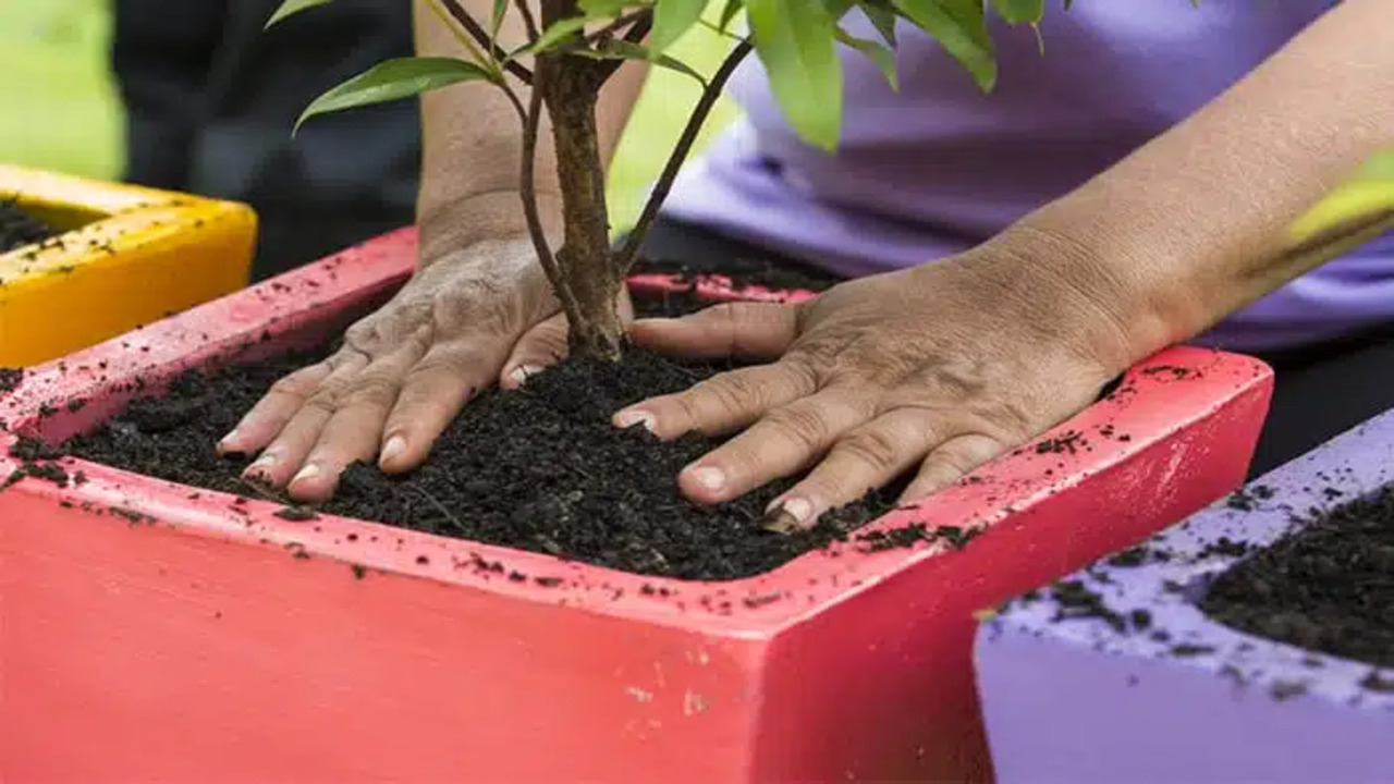 Plant-Specific Compost