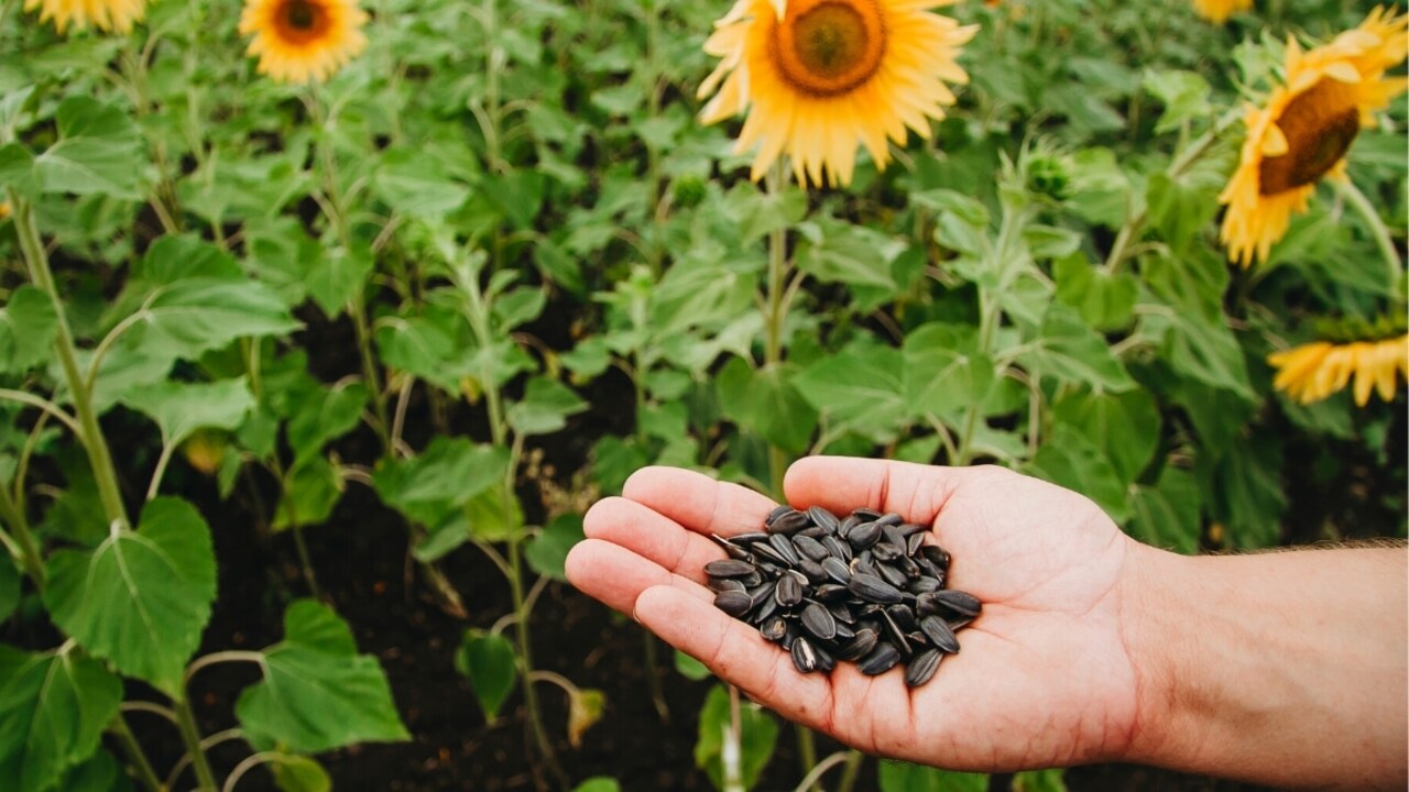 Planting Sunflower Seeds